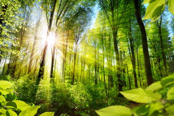 Commitment to sustainability